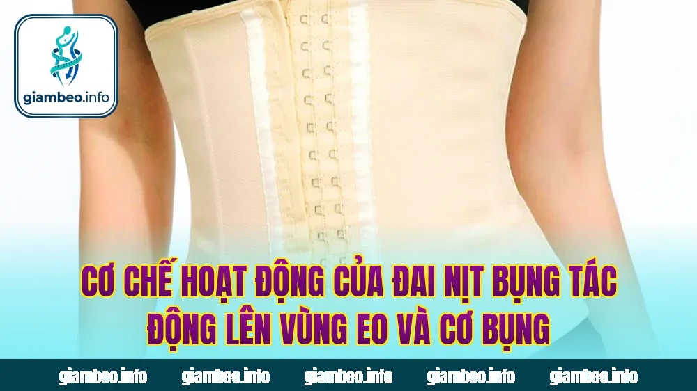 Cơ chế hoạt động của đai nịt bụng tác động lên vùng eo và cơ bụng