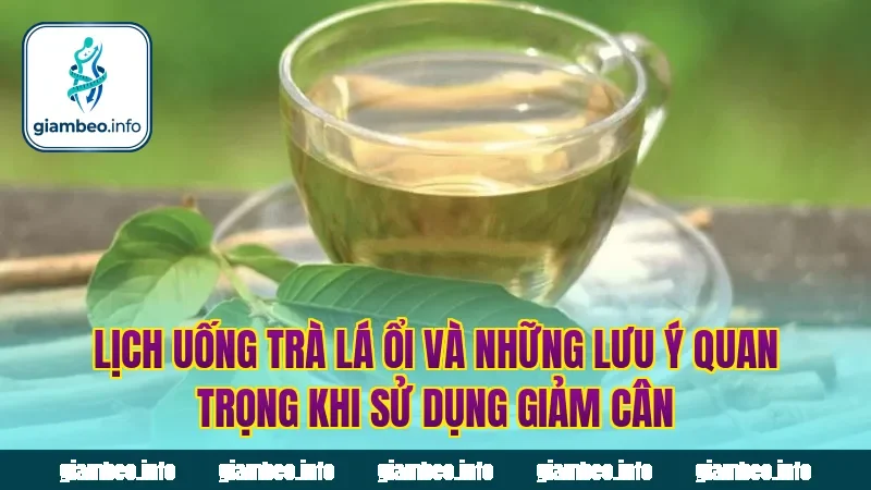 Lịch uống trà lá ổi và những lưu ý quan trọng khi sử dụng giảm cân