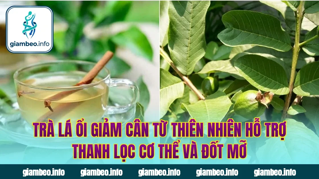 Trà lá ổi giảm cân từ thiên nhiên hỗ trợ thanh lọc cơ thể và đốt mỡ